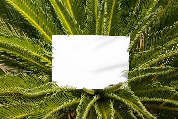 Carte plate sur les feuilles tropicales à l'extérieur pour la conception de fond web fond isolé blanc fond de paysage abstrait modèle de bannière web de vacances heureuses beauté naturelle