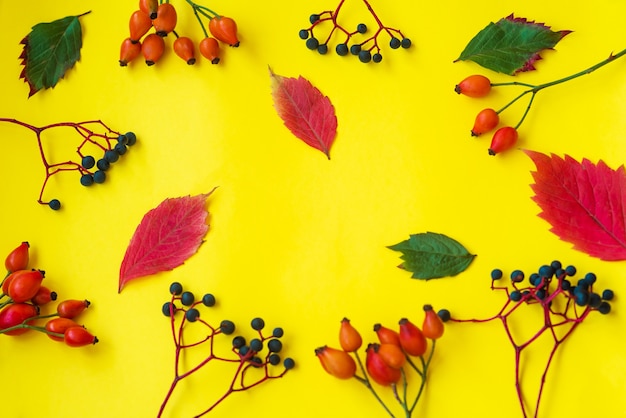 Carte postale d'automne avec églantier, baies bleues et feuilles sur fond jaune. Mise à plat, mise en page