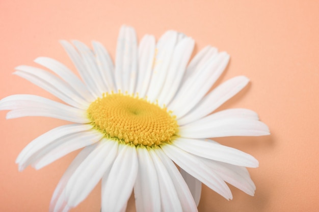 Carte postale de fleur de la camomille gros plan de marguerite sauvage