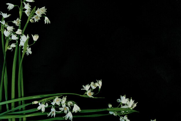 Carte postale plate pour les funérailles de la mort Fleurs blanches sur fond noir