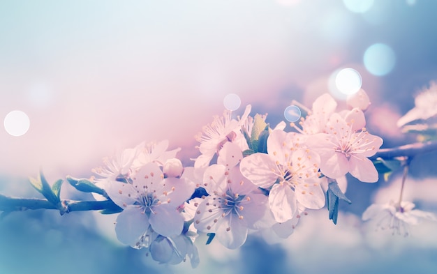 Carte de printemps avec floraison avec effet de lumière douce