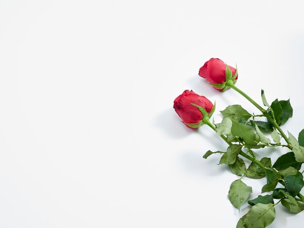 Carte de Saint Valentin. Deux roses rouges.