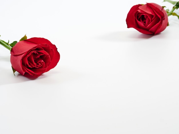 Carte de Saint Valentin. Deux roses rouges.