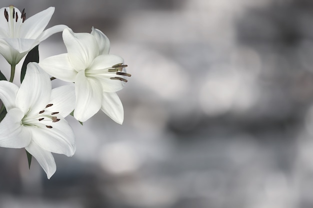 Photo carte de sympathie avec des fleurs de lys. image en noir et blanc