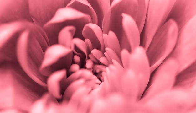 Carte vintage art rétro et concept botanique abstrait floral fond rose fleur de chrysanthème m...