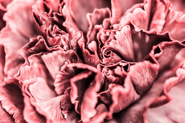Carte vintage art rétro et concept botanique abstrait floral fond rose oeillet fleur macro...