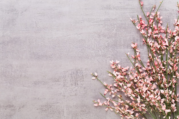 Carte de voeux de printemps, fleurs de couleur corail vivant sur fond pastel.