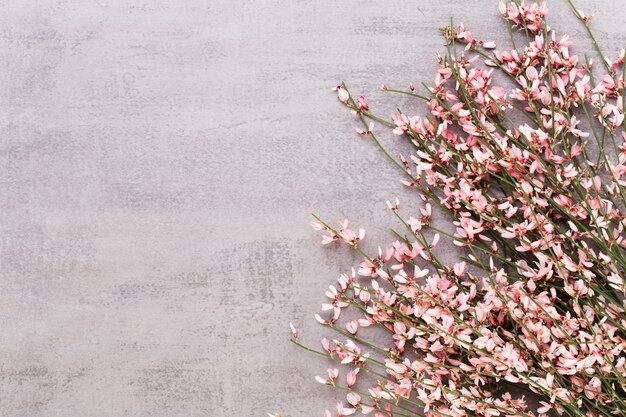 Carte de voeux de printemps, fleurs de couleur corail vivant sur fond pastel.