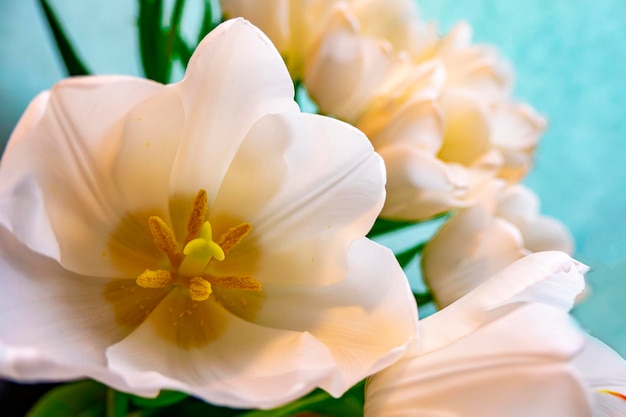 Carte de voeux de printemps avec des fleurs tulipes blanches sur fond bleu ciel Le concept de tendresse printanière féminité copie espace
