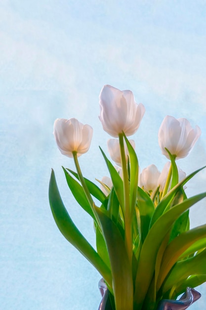 Carte de voeux de printemps avec des fleurs tulipes blanches sur fond bleu ciel Le concept de tendresse printanière féminité copie espace