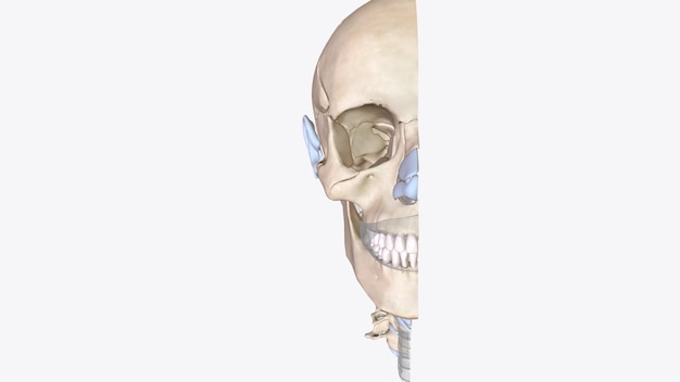 Photo le cartilage est une composante structurelle importante du corps. c'est un tissu ferme mais plus doux et beaucoup plus flexible que l'os.