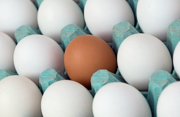 Carton d'oeufs bruns soulignant un seul oeuf blanc