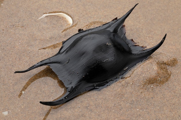 Cas d'oeufs d'un patin sur le sable sur la plage