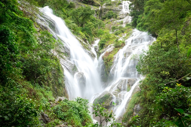 Cascade de coeur dans la forêt verte