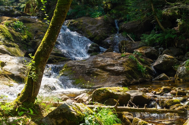 Une cascade dans la forêt avec des arbres et des rochers