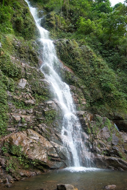 Cascade dans la forêt entourée d'arbres verts