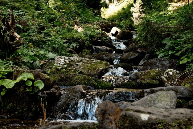 Cascade dans la forêt. Paysage forestier.