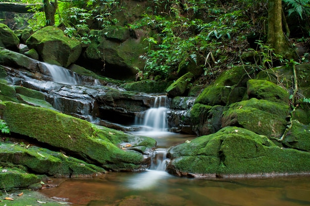 Cascade dans la forêt profonde