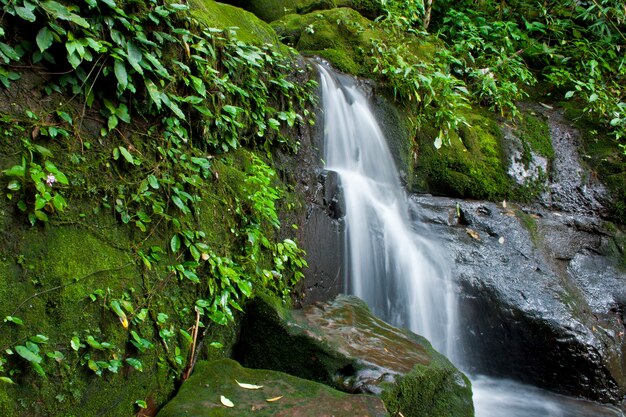 Cascade dans la forêt profonde