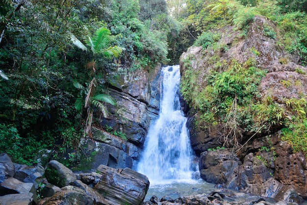 Cascade dans la forêt tropicale humide de San Juan, Porto Rico.