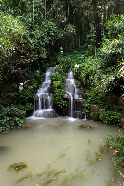 Photo cascade dans la forêt