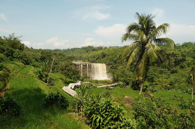 Une cascade dans la jungle avec un palmier au premier plan