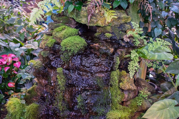 cascade avec des feuilles vertes et des plantes