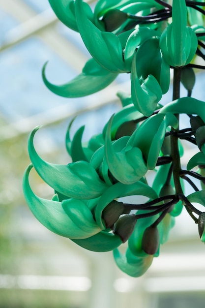 Cascade de fleurs de jade vert