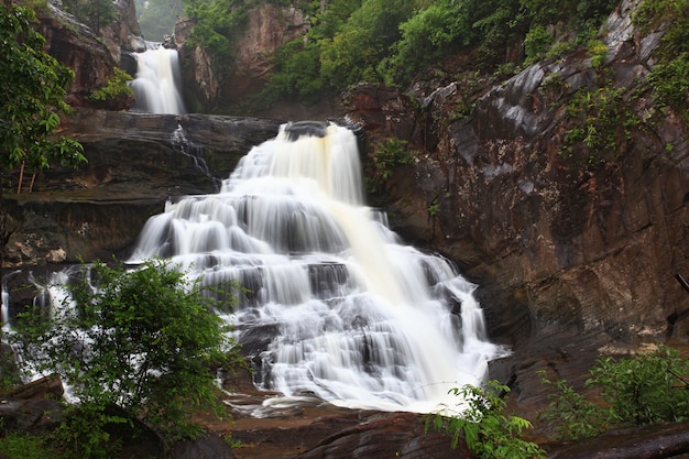 Cascade de la forêt tropicale