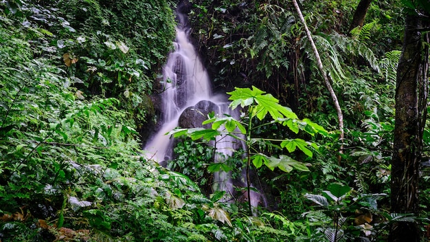 Cascade fraîche dans les montagnes