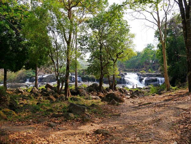 La cascade de Jungle Laos