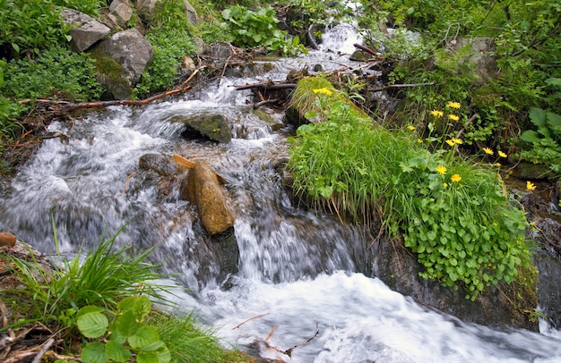 Cascade de montagne d'été parmi la végétation