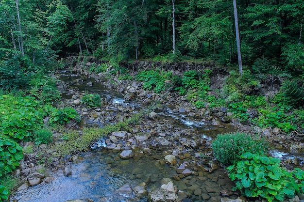 Cascade de montagne et rochers dans la forêt des Carpates en Ukraine