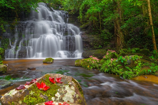 Cascade de Mun Dang avec un premier plan de fleur rose dans la forêt tropicale