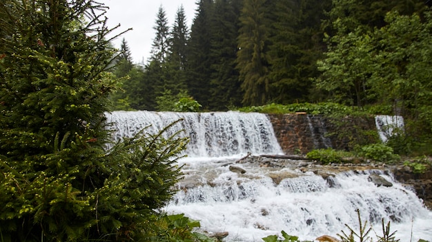 Cascade de mur dans la forêt