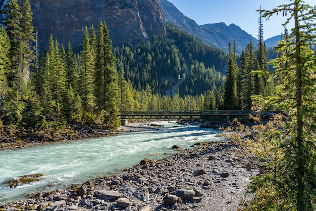 Cascade De Passerelle De Rivière En été Avec La Forêt Feuillue Autour