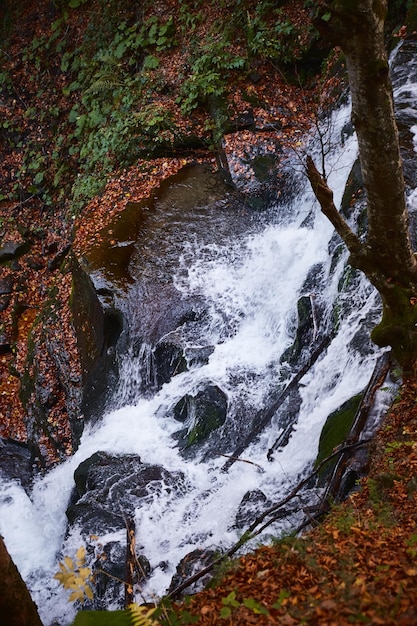 Cascade de Shupit avec des feuilles d'automne Carpates Ukraine Sentiers de marche et de randonnée dans la crête de Borzhava Zone rurale des montagnes des Carpates en automne