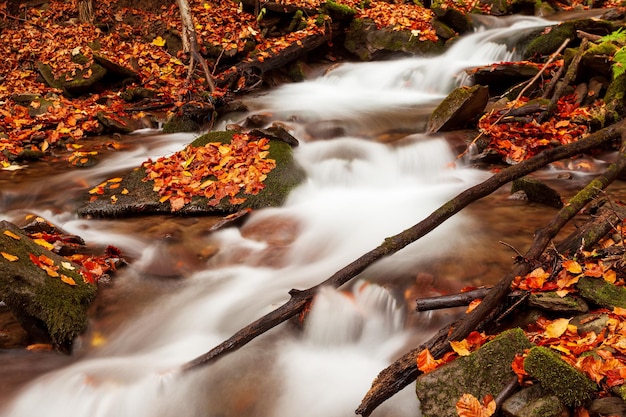 Cascade d'Ukpaine parmi les rochers moussus Beau paysage de rapides sur une rivière de montagne dans la forêt d'automne dans les carpates au coucher du soleil Flux d'argent dans le parc national Shypit Carpat Pilipets