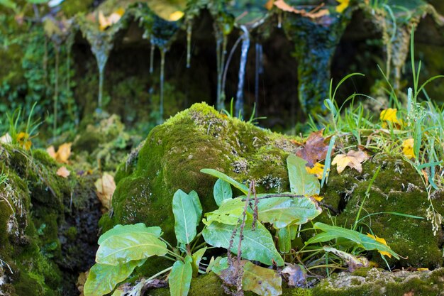 Photo cascades couvertes de mousse verte