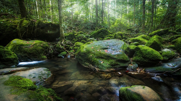 Les cascades du nord de la Thaïlande sont recouvertes de mousse et de plantes.