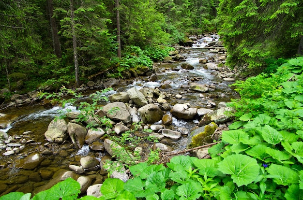 Cascades sur un ruisseau clair dans une forêt