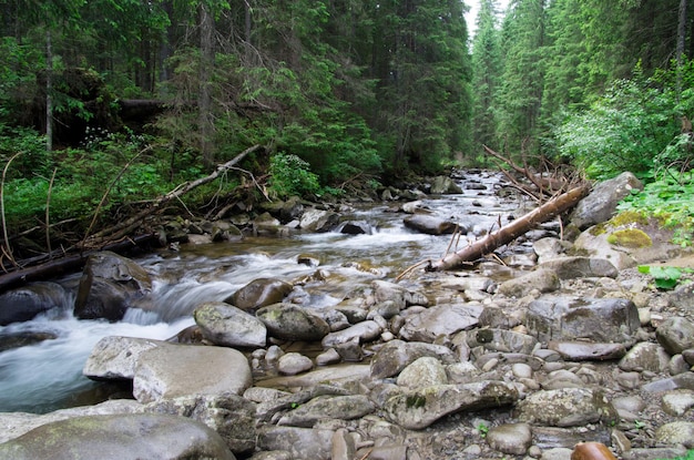 Cascades sur un ruisseau clair dans une forêt