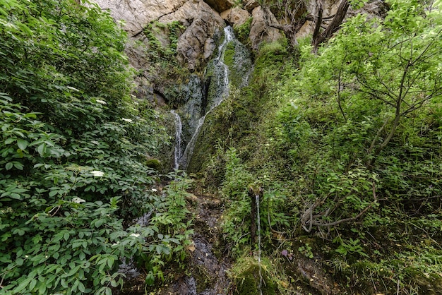 Cascades et sources de cascade de montagne au parc national de Djerdap Roche sauvage avec ruisseau d'eau dans la zone forestière