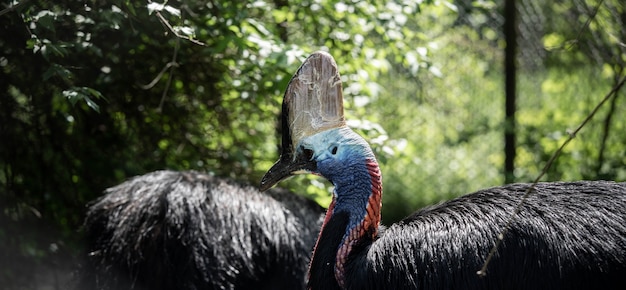 Casoar d'oiseau coloré dangereux mais beau