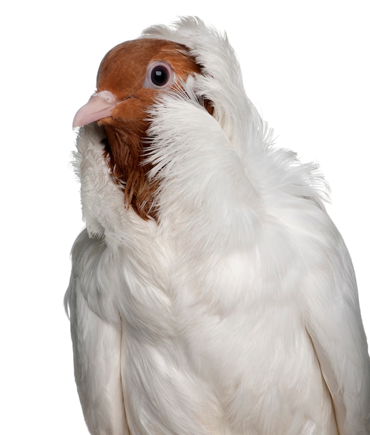 Casque allemand avec pieds à plumes pigeon