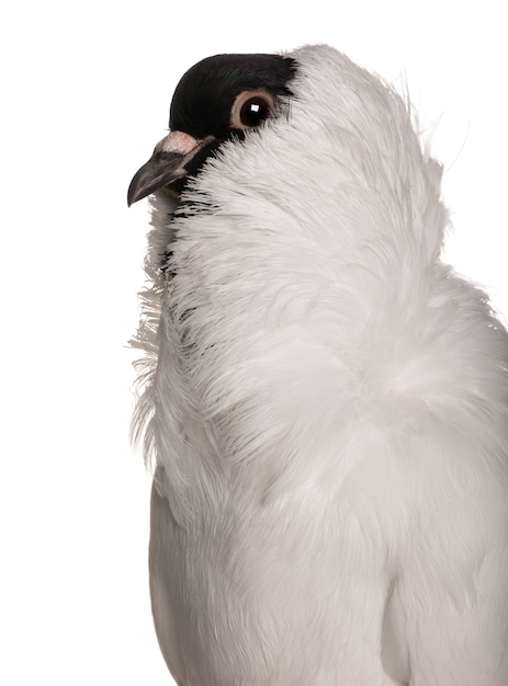 Casque allemand avec pieds à plumes pigeon