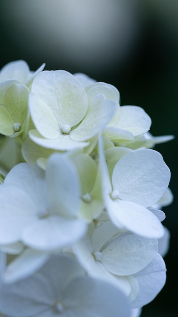 Casquettes blanches de fleurs d'hortensia dans le jardin