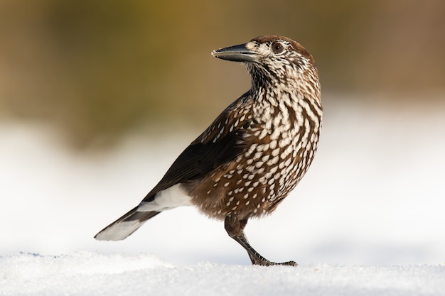 Casse-noisette tacheté debout sur la neige en hiver nature