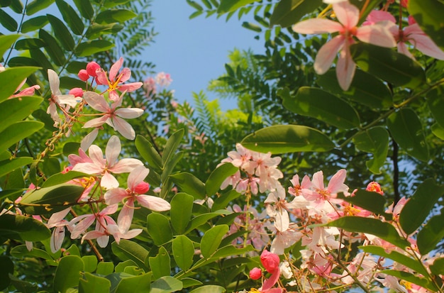 Cassia bakeriana, belle fleur dans le jardin.