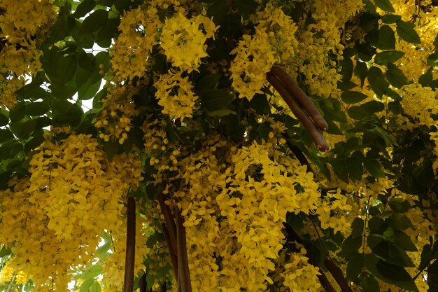 Cassia fistula, communément appelée douche dorée, purge de cassia, cytise indien ou arbre à pudding,